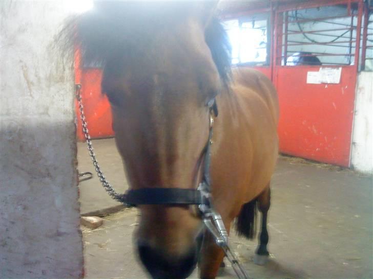 Anden særlig race Passo<3 i; - SOLGT :'( billede 3