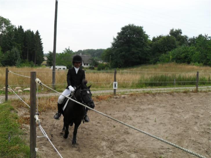 Shetlænder Trøstmosegaadens Speedy<3 - Så er det tid billede 15