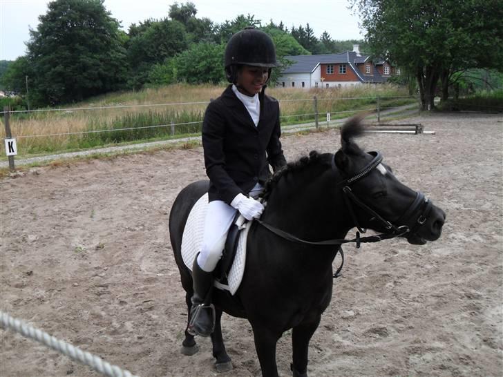 Shetlænder Trøstmosegaadens Speedy<3 - Der er noget det er dumt billede 16