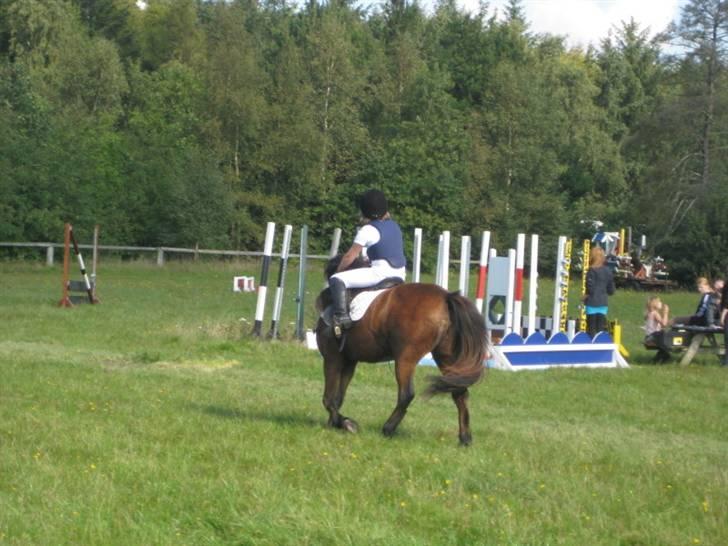 Anden særlig race Passo<3 i; - hun kan ikke slappe af for hun vil springe.  billede 4