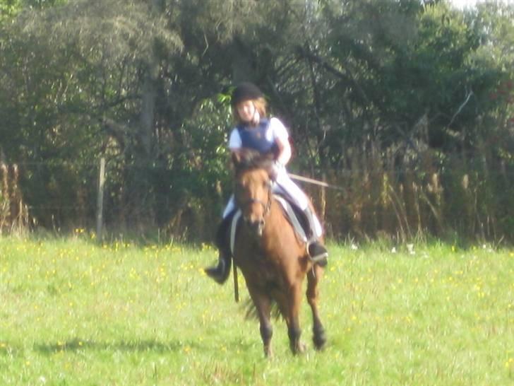 Anden særlig race Passo<3 i; - nu er vi igang med at springe og det går godt. Hun er super  billede 5