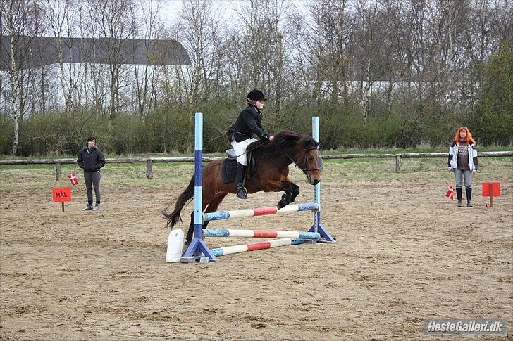 Anden særlig race Passo<3 i; - Jeg er færdig med at springe og det gik godt, og nu kan hun ikke slappe af. Da hun gerne springe mere.  billede 6