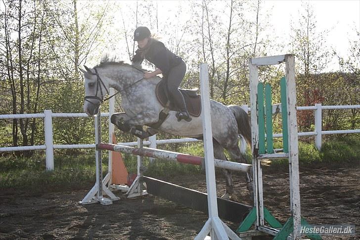 Anden særlig race CASMIR | billede 9