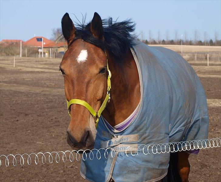 Anden særlig race Sunshine - Solskin nyder en forårsdag på folden, d. 20 marts 2011 foto: Mig selv.  billede 8