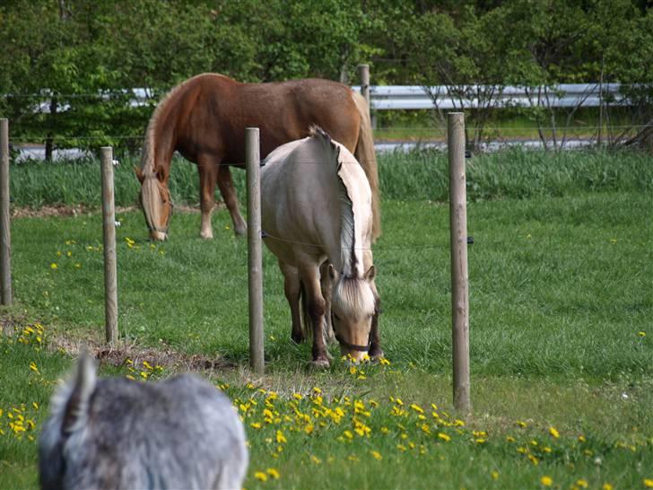 Fjordhest fossia >R.I.P< - det sidste græs fossia nogen sinde spiser billede 13