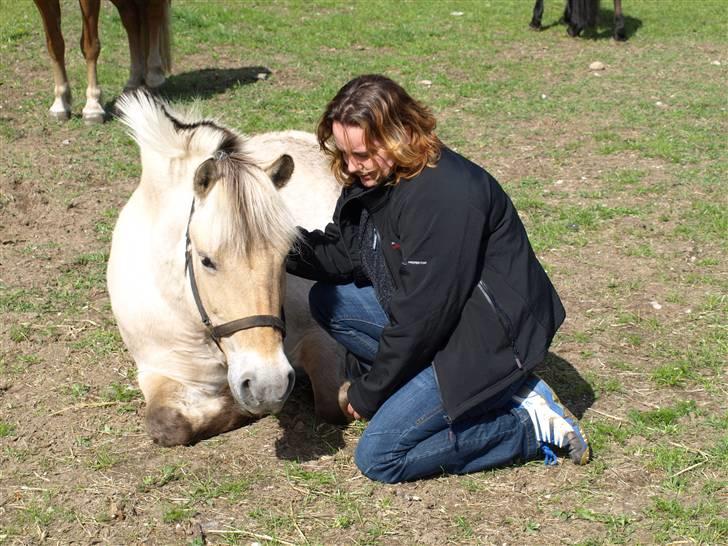 Fjordhest fossia >R.I.P< - fossia havde så ondt at hun lå meget ned, her siger vi farvel billede 14