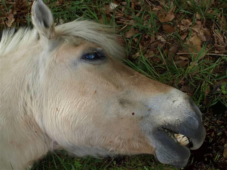 Fjordhest fossia >R.I.P< billede 16