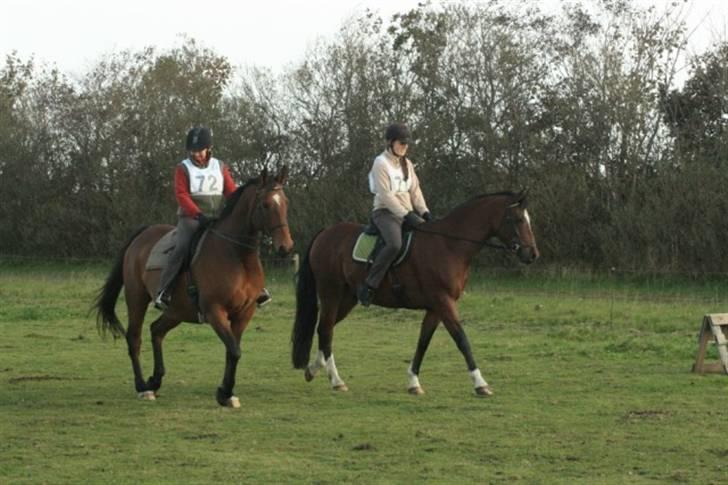 Dansk Varmblod Klostervangs nautilus - Blåbjerg ridtet 09 med mig og Malido billede 21