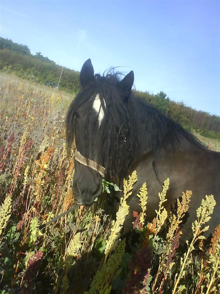 Irish Cob black magic *solgt* billede 14