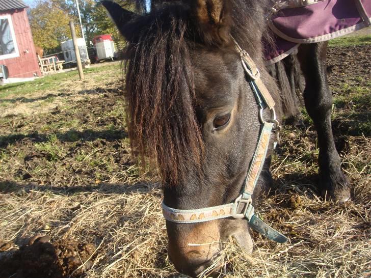 Anden særlig race Rocky *gl låner*<3 - Rockys kønne hoved(: billede 7