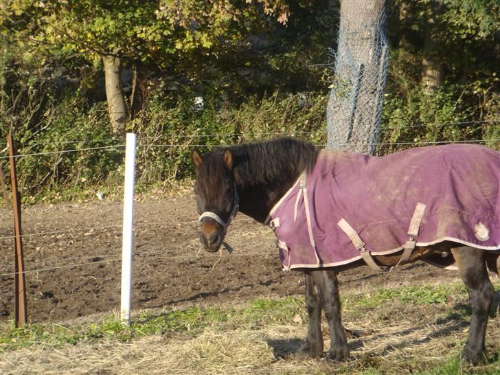 Anden særlig race Rocky *gl låner*<3 - Rocky på den lille fold (: billede 8