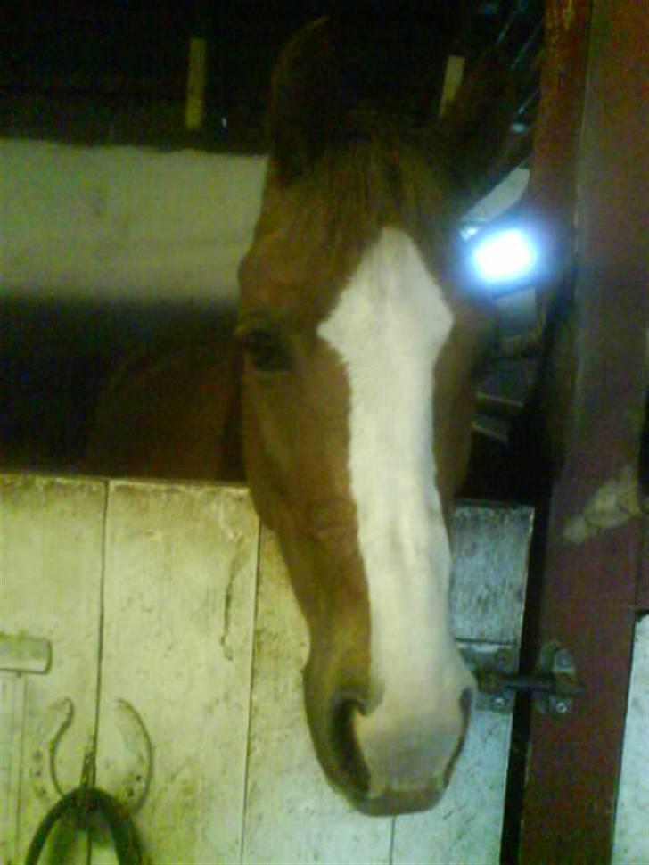 Anden særlig race jupiter(G.Lpart<3)juppi<3 billede 2