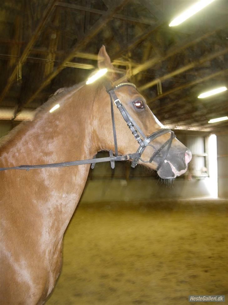 Anden særlig race jupiter(G.Lpart<3)juppi<3 billede 6