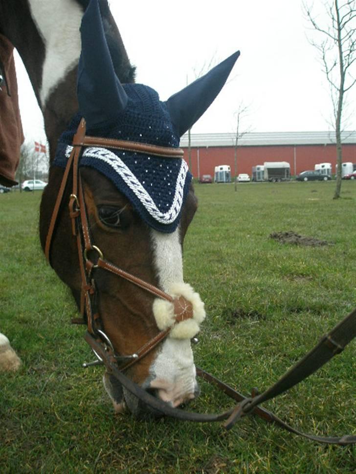 Hollandsk Sportspony SPECIAL udlånt - 2008. Stjernen til stævne i Ikast - her efter vores FØRSTE FEJLFRIE LA! billede 19