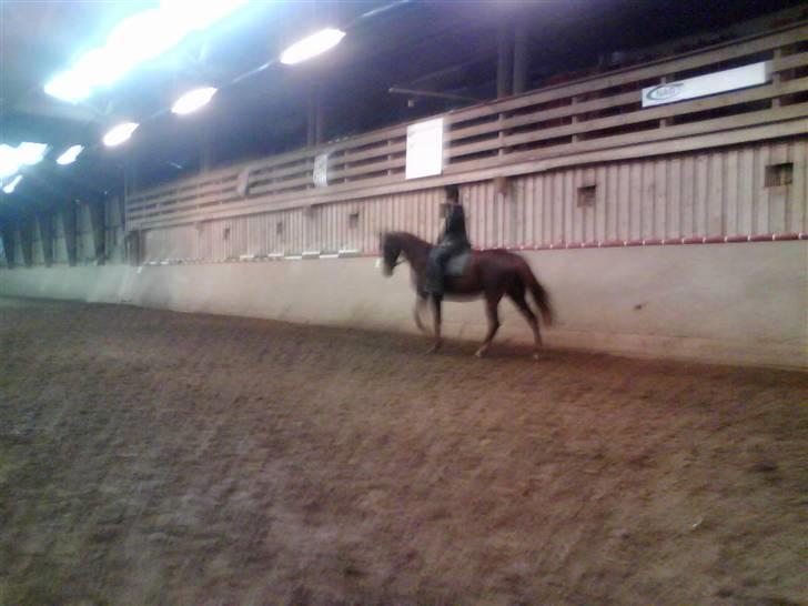 Anden særlig race Mitzi *R.I.P* 29/6 2010 billede 4