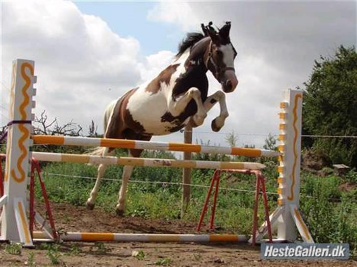 Pinto Svalegårds Alberte*tider  - en super spring pony:-) billede 2