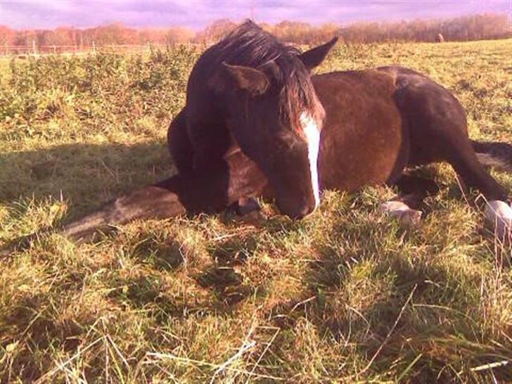 Pinto Scheel´s Samurai - Min skønne dreng :) billede 10