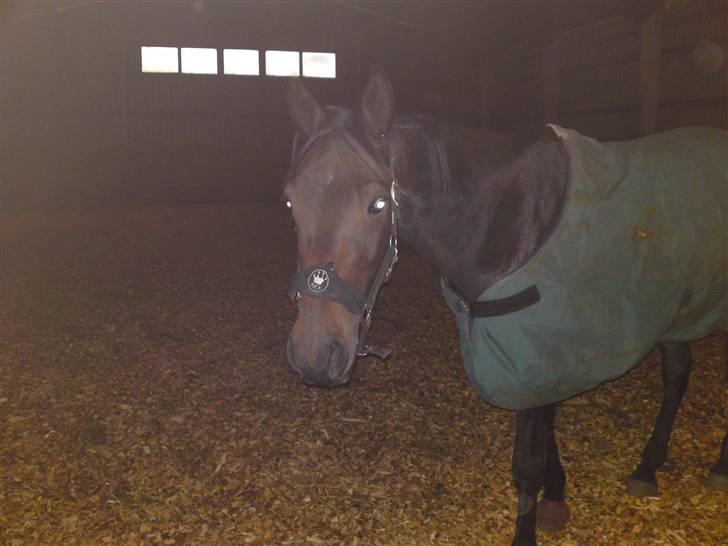 Traver Instant Victory US (Indy) billede 14