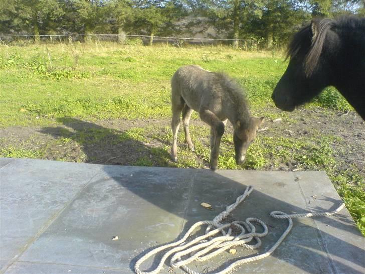 Islænder Djarfur fra Essendrup - Djarfur gør som mor. Sparker til taget til læskuret. billede 13