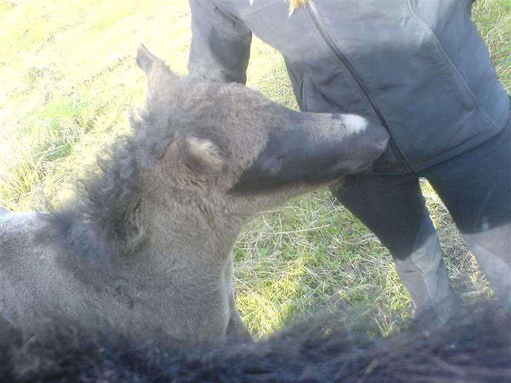 Islænder Djarfur fra Essendrup - d.16.9.09 billede 15