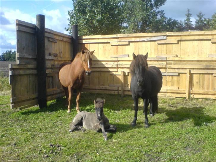 Islænder Djarfur fra Essendrup - d.16.9.09 billede 16