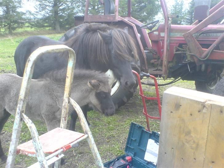 Islænder Djarfur fra Essendrup - d. 29.9.09 billede 17