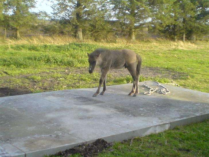 Islænder Djarfur fra Essendrup - d. 19.9.09 Djarfur er ikke bange :) billede 18