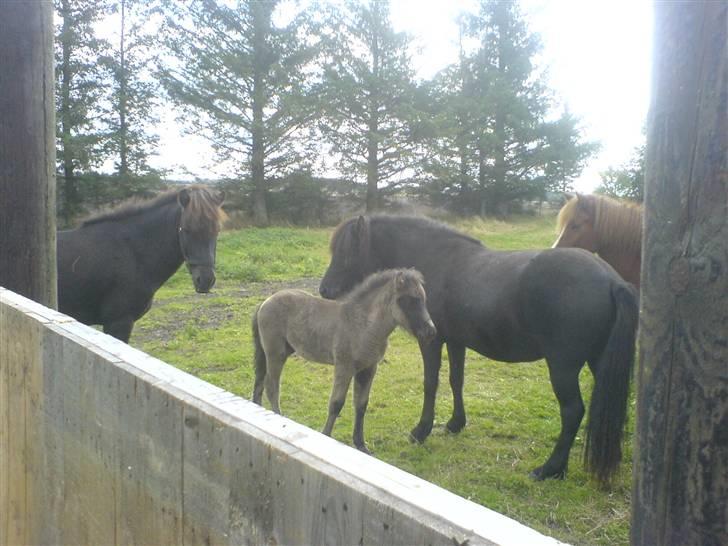 Islænder Djarfur fra Essendrup - d.16.9.09 billede 19