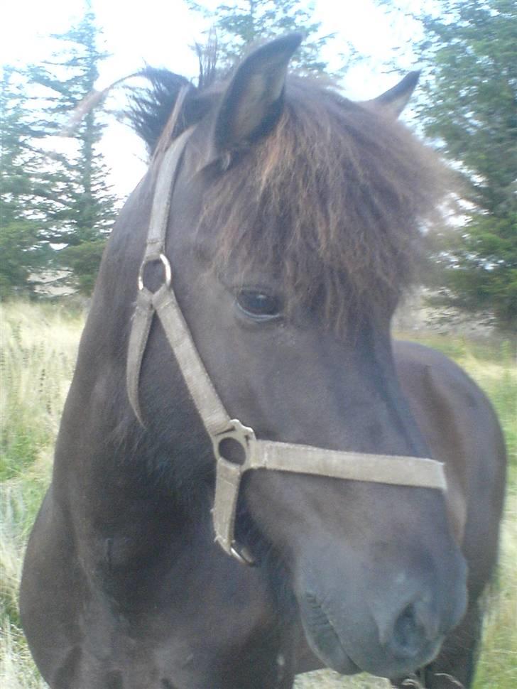 Islænder Atli fra Litla-husid solgt - d.21.9.09 billede 10