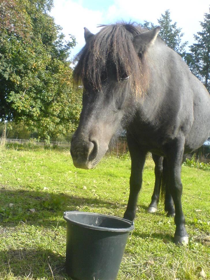 Islænder Ófeig fra Essendrup - Som man dog kan se dum ud :) d. 16.9.09 billede 14