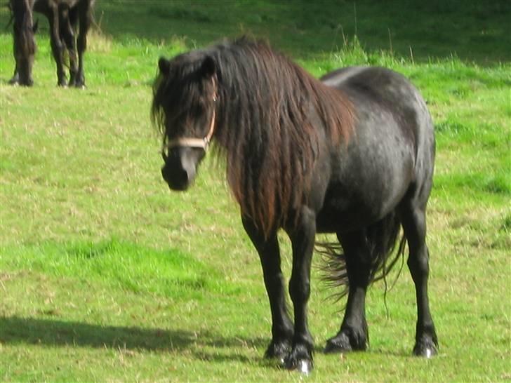 Fell pony Hannah van de Pannoaven - Hannah sommer 09 ifolet med Drummersdale Boy billede 6