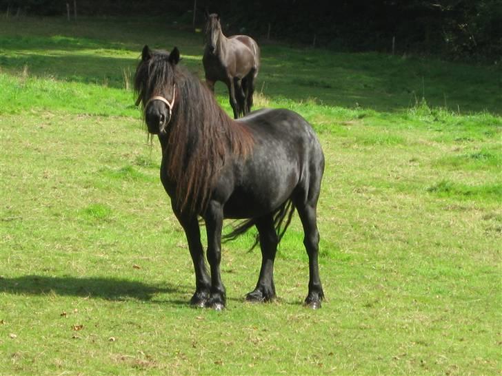 Fell pony Hannah van de Pannoaven billede 7