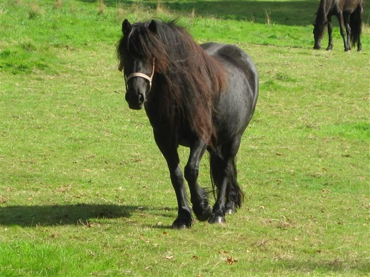 Fell pony Hannah van de Pannoaven billede 8