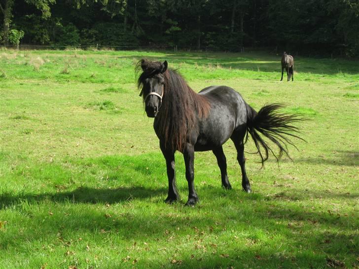 Fell pony Hannah van de Pannoaven billede 9