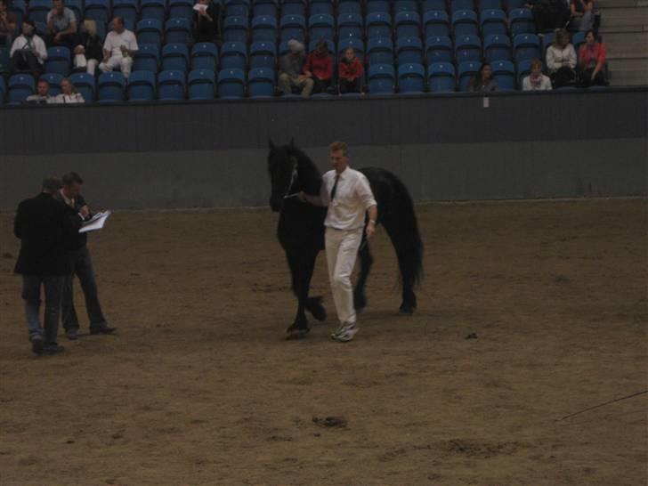 Frieser Sina vom Schifferhof billede 10