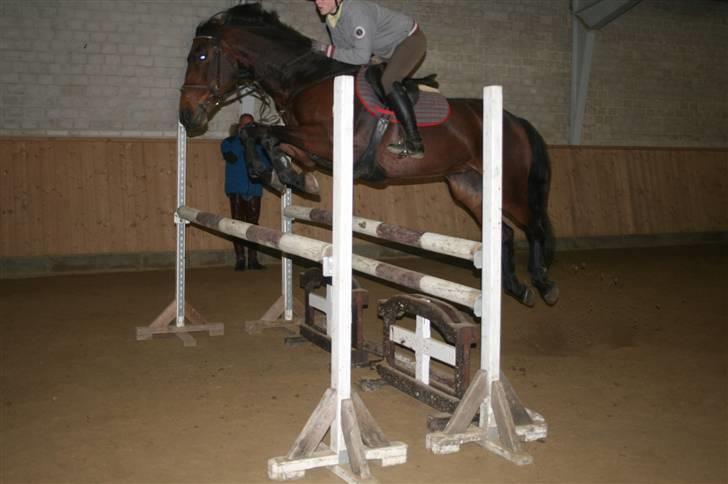 Anden særlig race Curraloe Queen billede 7