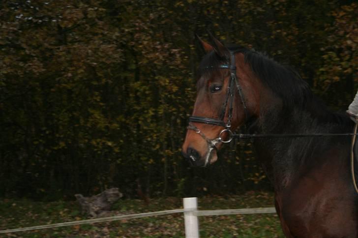 Anden særlig race Curraloe Queen billede 12
