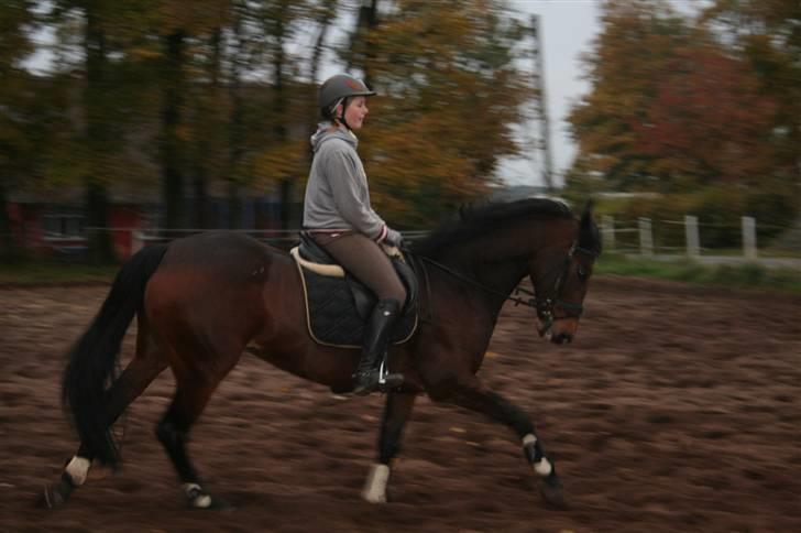 Anden særlig race Curraloe Queen billede 14