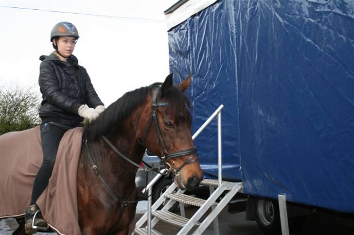 Anden særlig race Curraloe Queen - Trine min hestepasser på Queen :P <3 billede 17