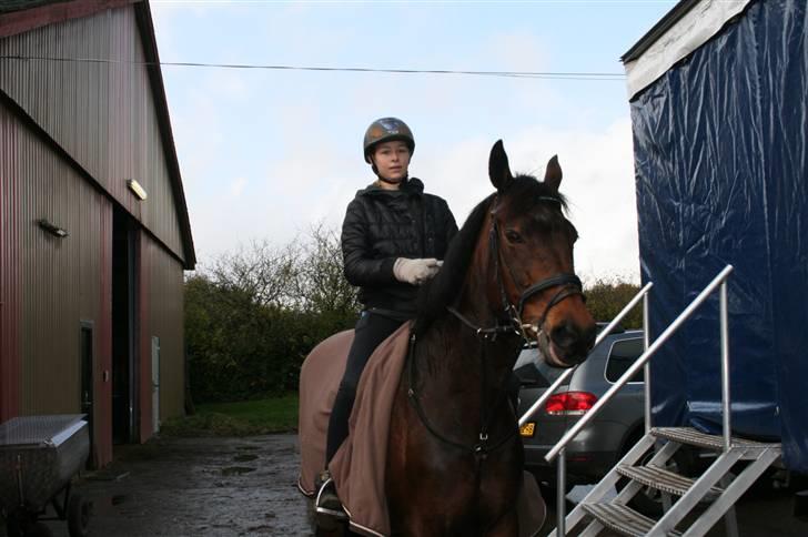 Anden særlig race Curraloe Queen - Min dejlige hestepasser Trine skridter Queen af (: <3 billede 22