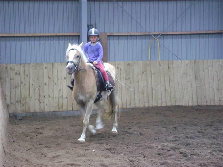 Haflinger Mirabell   (Storesøsters) billede 10