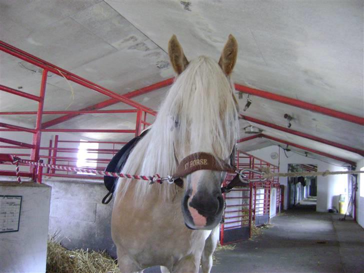 Haflinger Mirabell   (Storesøsters) billede 11