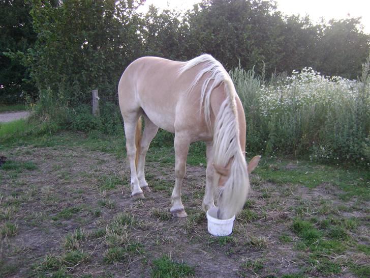 Haflinger Mirabell   (Storesøsters) billede 12