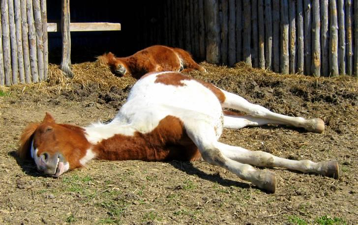 Pinto Prins Sylwester Nyberg hingst billede 4