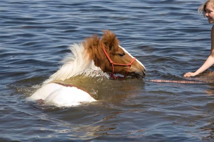 Pinto Prins Sylwester Nyberg hingst billede 5