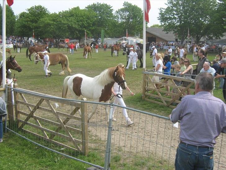 Pinto Prins Sylwester Nyberg hingst billede 6