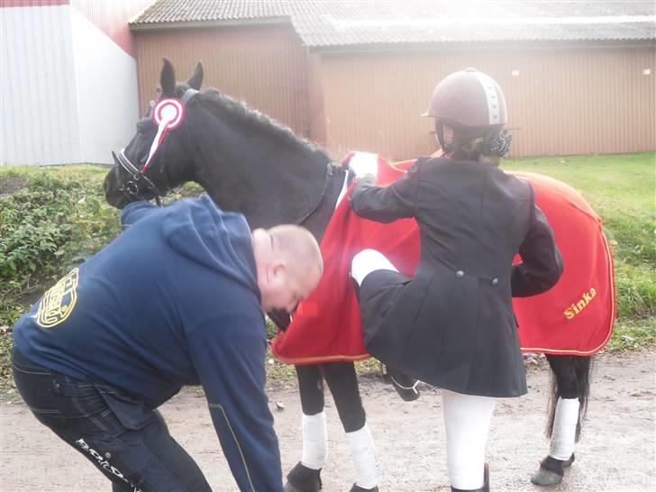 New Forest Sinka billede 12