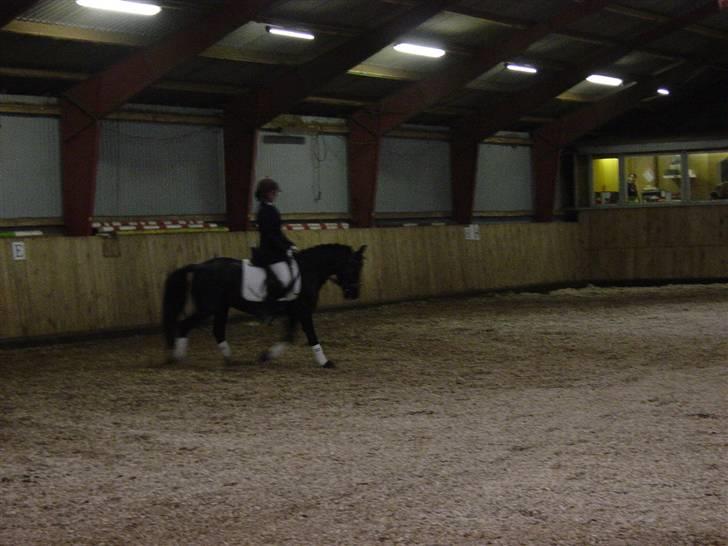 New Forest Sinka - LB1 (vinder) billede 14