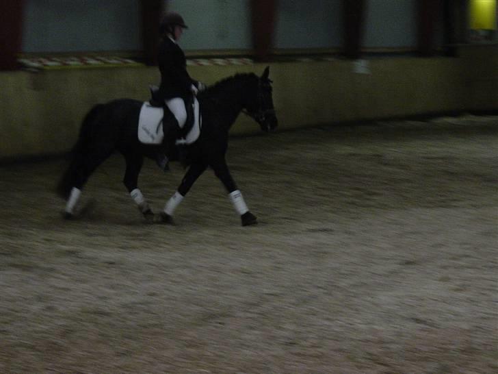 New Forest Sinka billede 15