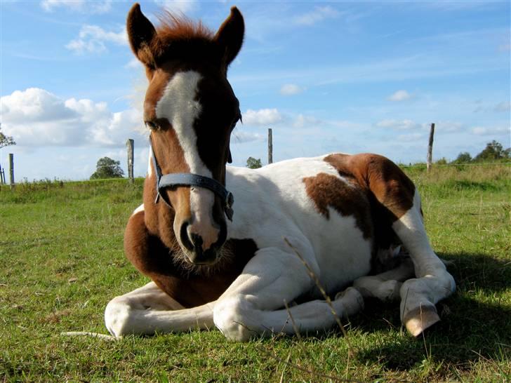 Pinto Prins Sylwester Nyberg hingst billede 8